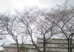 桜の木々