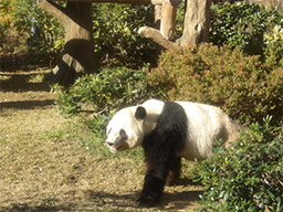 上野動物園のパンダ